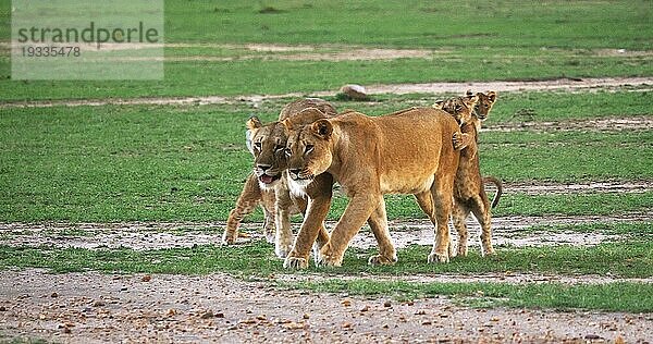 Afrikanischer Löwe (Panthera leo)  Mutter und Jungtiere  Masai Mara Park in Kenia