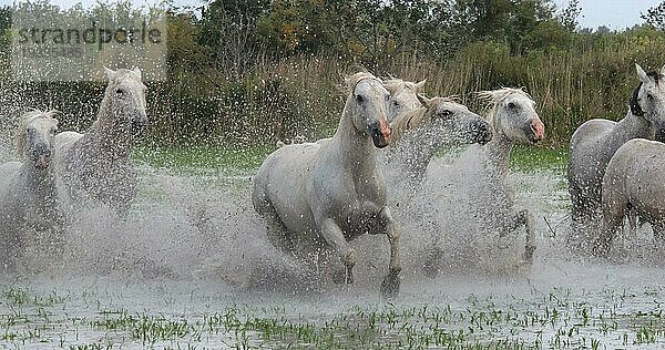 Camargue Pferd  Herde trabend oder galoppierend durch Sumpf  Saintes Marie de la Mer in der Camargue  in Südfrankreich