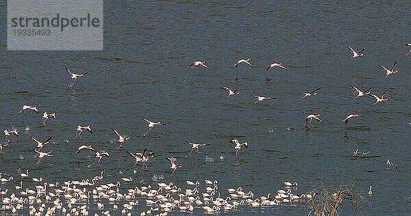 Zwergflamingo (phoenicopterus minor)  Gruppe im Flug  Kolonie am Bogoriasee in Kenia