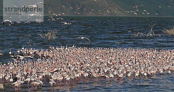 Zwergflamingo (phoenicopterus minor)  Kolonie am Bogoriasee in Kenia