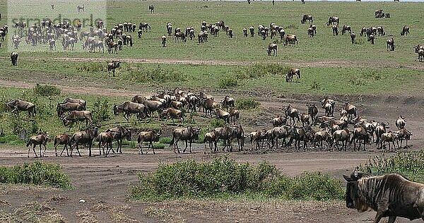 Streifengnu (connochaetes taurinus)  Herde während der Migration  Masai Mara Park in Kenia