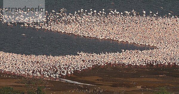 Zwergflamingo (phoenicopterus minor)  Kolonie am Bogoriasee in Kenia