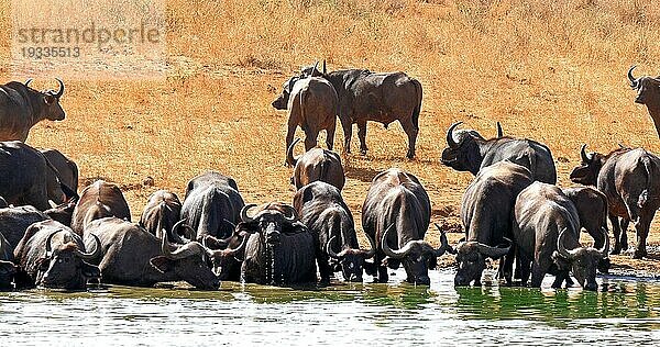 Kaffernbüffel (syncerus caffer)  Herde beim Trinken am Wasserloch  Tsavo Park in Kenia