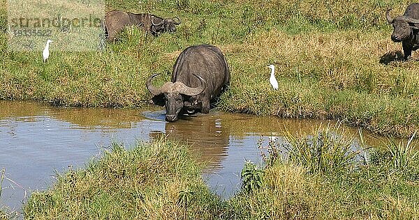 Kaffernbüffel (syncerus caffer)  Gruppe am Wasserloch  Nairobi Park in Kenia