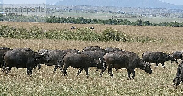 Kaffernbüffel (syncerus caffer)  stehende Herde in der Savanne  Masai Mara Park in Kenia