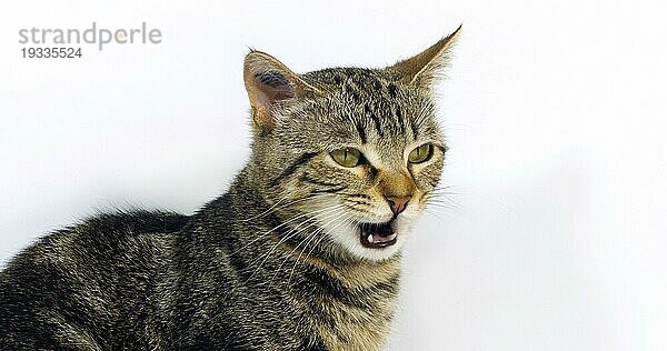 Braun gestromte Hauskatze  Porträt einer miauenden Mieze auf weißem Hintergrund