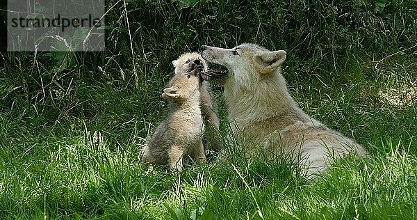 Polarwolf (canis lupus tundrarum)  Mutter spielt mit Jungtier