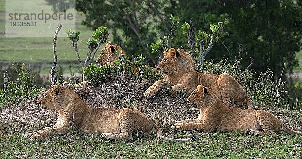 Afrikanischer Löwe (Panthera leo)  Gruppe im Busch liegend  Masai Mara Park in Kenia