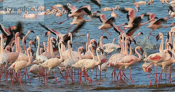 Zwergflamingo (phoenicopterus minor)  Gruppe im Flug  Kolonie am Bogoriasee in Kenia