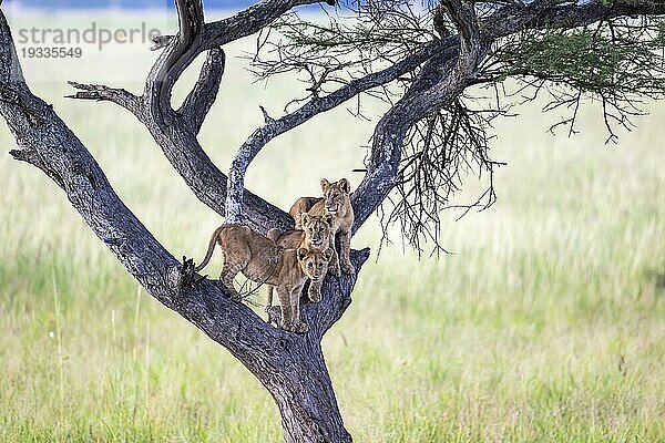 3 Löwenbabies (Panthera leo) auf Baum  Taranagire Nationalpark Tansania