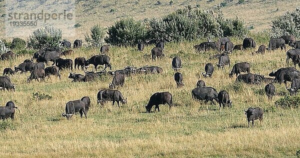 Kaffernbüffel (syncerus caffer)  stehende Herde in der Savanne  Tsavo Park in Kenia