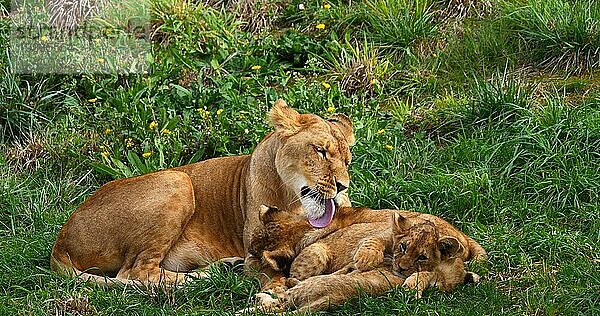 Afrikanischer Löwe (panthera leo)  Mutter und Jungtier