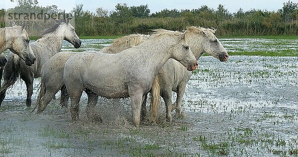 Camarguepferd Herde im Sumpf stehend  Saintes Marie de la Mer in der Camargue  in Südfrankreich