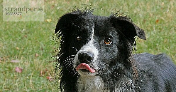 Border Collie Hund auf Gras  Portrait eines Rüden