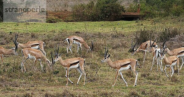 Grant Gazelle (gazella granti)  Gruppe im Nairobi Park in Kenia