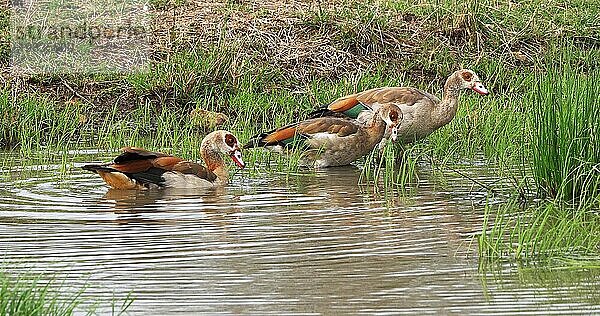 Nilgans (alopochen aegyptiacus)  adult im Wasser stehend  Nairobi National Park in Kenia