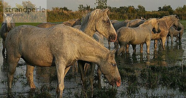 Camarguepferd Erwachsener frisst Gras im Sumpf  Saintes Marie de la Mer in der Camargue  in Südfrankreich