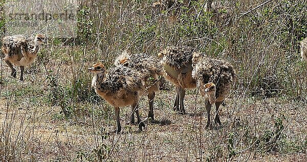 Afrikanischer Strauß (struthio camelus)  Küken wandern durch die Savanne  Nairobi National Park in Kenia