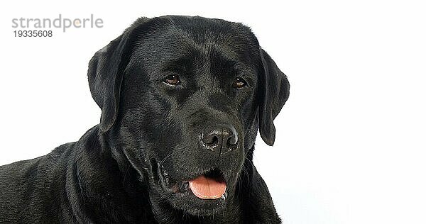 Schwarzer Labrador Retriever  Portrait der Hündin auf weißem Hintergrund  Normandie