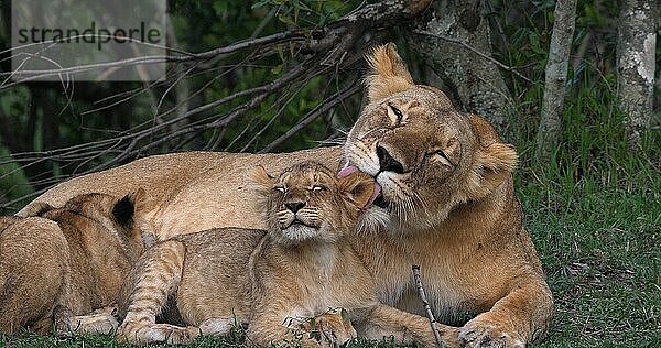 Afrikanischer Löwe (panthera leo)  Mutter leckt Jungtier  Masai Mara Park in Kenia