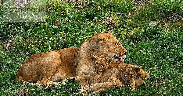 Afrikanischer Löwe (panthera leo)  Mutter und Jungtier