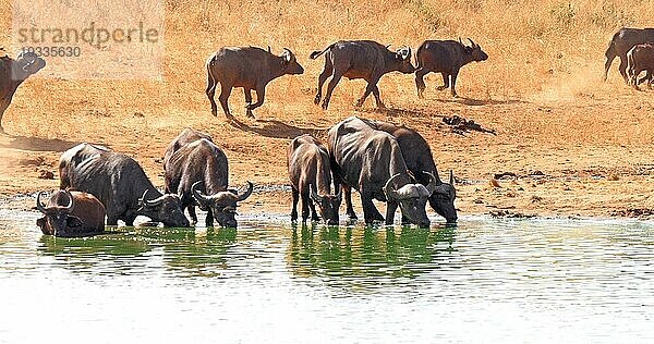 Kaffernbüffel (syncerus caffer)  Herde beim Trinken am Wasserloch  Tsavo Park in Kenia