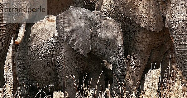 Afrikanischer Elefant (loxodonta africana)  Gruppe im Busch  Tsavo Park in Kenia