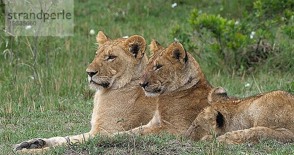 Afrikanischer Löwe (Panthera leo)  Mutter und Jungtiere  Masai Mara Park in Kenia