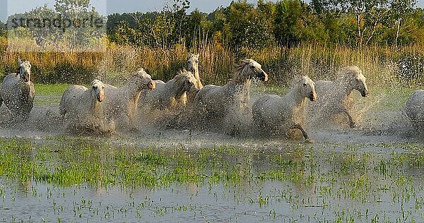 Camargue Pferd  Herde trabend oder galoppierend durch Sumpf  Saintes Marie de la Mer in der Camargue  in Südfrankreich