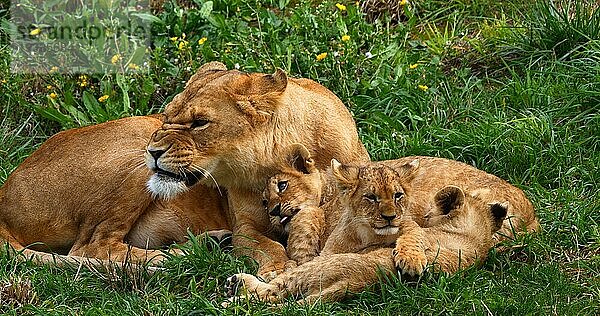 Afrikanischer Löwe (panthera leo)  Mutter und Jungtier