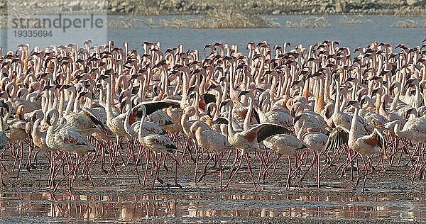 Zwergflamingo (phoenicopterus minor)  Kolonie am Bogoriasee in Kenia