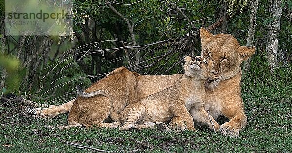 Afrikanischer Löwe (Panthera leo)  Mutter und Jungtier  Masai Mara Park in Kenia