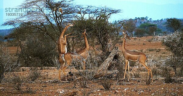 Gerenuk (litocranius walleri) oder Gerenuk  Weibchen steht auf den Hinterbeinen und frisst Akazienblätter  Samburu Park in Kenia