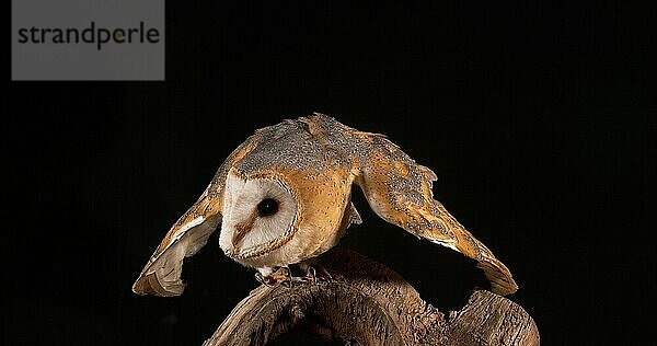 Schleiereule (tyto alba)  erwachsen  Normandie in Frankreich