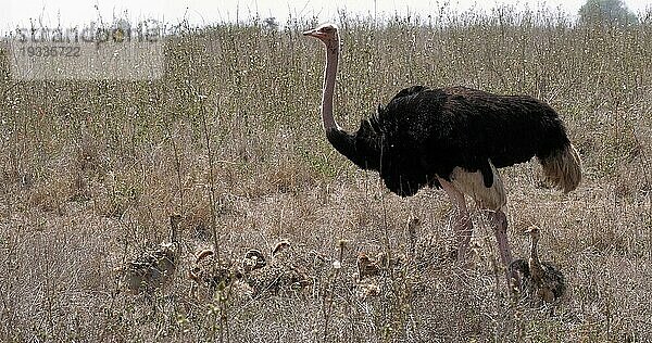 Afrikanischer Strauß (struthio camelus)  Männchen und Küken wandern durch die Savanne  Nairobi National Park in Kenia