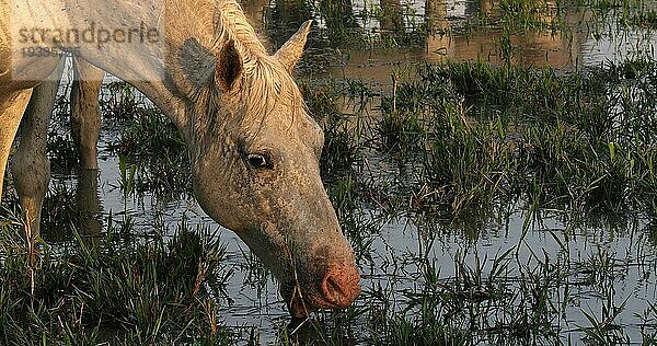 Camarguepferd Erwachsener frisst Gras im Sumpf  Saintes Marie de la Mer in der Camargue  in Südfrankreich