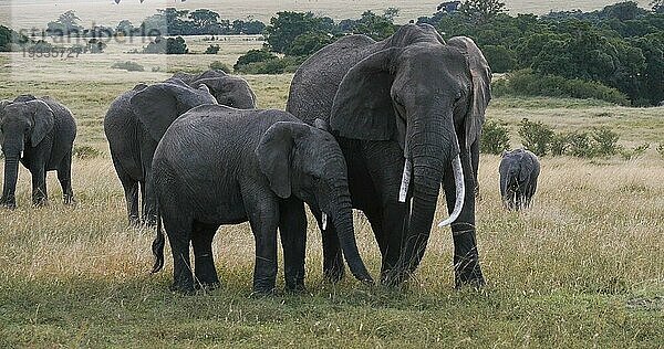 Afrikanischer Elefant (loxodonta africana)  Gruppe in der Savanne  Masai Mara Park in Kenia