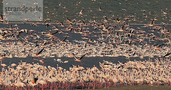 Zwergflamingo (phoenicopterus minor)  Gruppe im Flug  Kolonie am Bogoriasee in Kenia