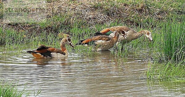 Nilgans (alopochen aegyptiacus)  adult im Wasser stehend  Nairobi National Park in Kenia