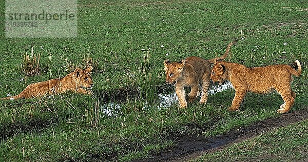 Afrikanischer Löwe (panthera leo)  Jungtiere  Masai Mara Park in Kenia