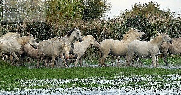 Camarguepferd Herde im Sumpf stehend  Saintes Marie de la Mer in der Camargue  in Südfrankreich