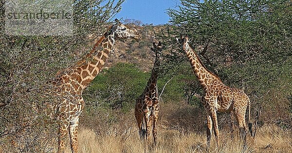 Masaigiraffe (giraffa camelopardalis tippelskirchi)  Gruppe im Busch  Tsavo Park in Kenia