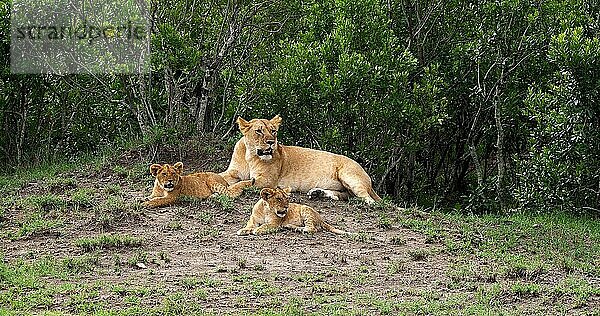 Afrikanischer Löwe (Panthera leo)  Mutter und Jungtier  Masai Mara Park in Kenia