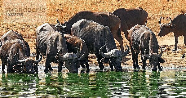 Kaffernbüffel (syncerus caffer)  Herde beim Trinken am Wasserloch  Tsavo Park in Kenia