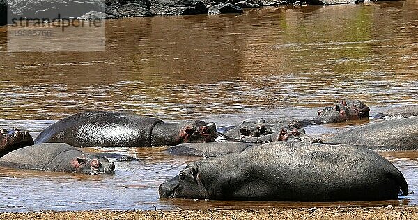 Nilpferd (hippopotamus amphibius)  Gruppe im Fluss stehend  Masai Mara Park in Kenia