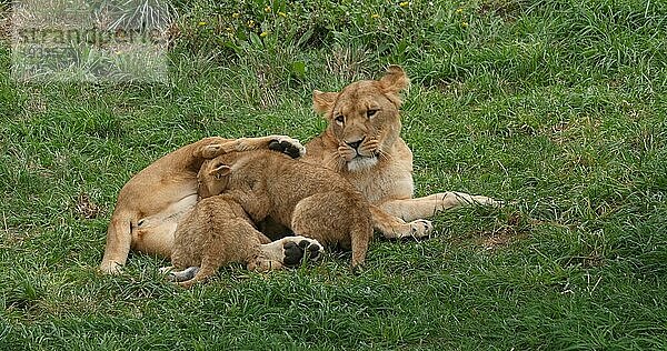 Afrikanischer Löwe (panthera leo)  Mutter und Jungtier säugend