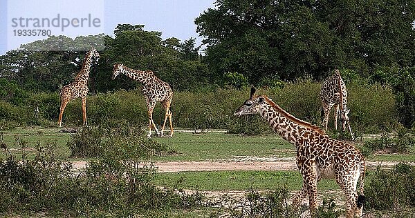 Masaigiraffe (giraffa camelopardalis tippelskirchi)  Gruppe stehend in Savanne  Masai Mara Park in Kenia