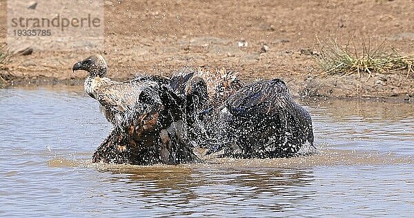 Afrikanischer Weißrückengeier (gyps africanus)  Gruppe im Wasser stehend  beim Baden  Nairobi Park in Kenia