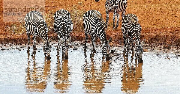 Burchell Zebra (equus burchelli)  Herdentränke am Wasserloch  Tsavo Park in Kenia