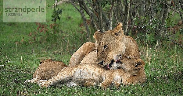 Afrikanischer Löwe (panthera leo)  Mutter leckt Jungtier  Masai Mara Park in Kenia